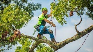 International Tree Climbing Championships 2019