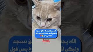 اللهم استجب ياااااارب#البحرين #السعودية #الجزائر #العراق #قطر #fly #حكم #نصائح#طرق #الكويت #معلومات
