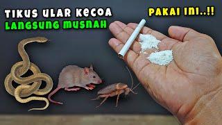 CUKUP PAKAI INI !! RUMAH JADI BEBAS DARI TIKUS ULAR KECOA SELAMANYA, BUKTIKAN !!