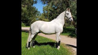 Cane PRE Andalusian gelding