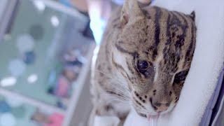 Fishing Cat Semen Collection