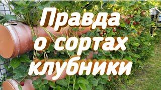 Моя правда о сортах клубники. Belklubnika.by