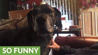 Angry Great Dane is furious with change of dinner plans