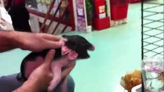 Pet mini pig