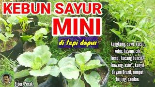 KEBUN SAYUR MINI DI TEPI DAPUR