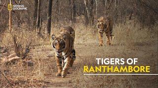 Tigers of Ranthambore  | Tiger’s Revenge| हिंदी | Full Episode | S1 - E1 | Nat Geo