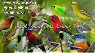 pikat burung kecil trucukan ribut kombinasi burung kecil ribut pikat ampuh terbukti panen burung