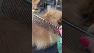 Правильно вычёсываем шпица, потом купаем #шпиц #померанскийшпиц #pomeranianpuppy #spitz #pomspitz