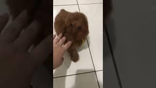 Super cute 2 months old red toy poodle puppy