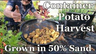 Container Potato Harvest : Grown in 50% Sand 50% Soil