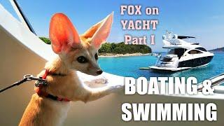 Adventures of a Tiny Fox on a Motor Yacht