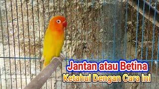 CIRI-CIRI LOVEBIRD JANTAN SAAT BIRAHI