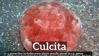 How Does Culcita Look? | How to Say Culcita in English? | What is Culcita?