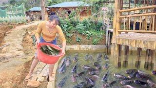 Change pond water to stock grass carp and take care of elephant grass garden