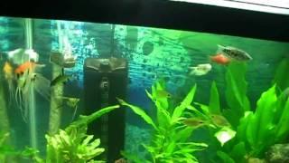 55 Gallon Fresh Water Fish Tank Vlog4