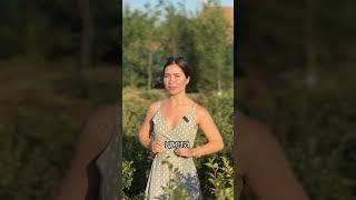 Бюджетная и неприхотливая живая изгородь