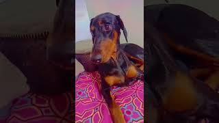 ️ doberman #doglover