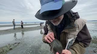 How do moon snail egg casings work?