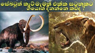 සේබටූත් කැට් මැමත් එක්ක සටනකට ගියොත් දිනන්නෙ කව්ද ? | Mammoth Vs Smiladon | @DrBrain