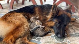 Kittens Can't Sleep Without Their Favorite German Shepherd