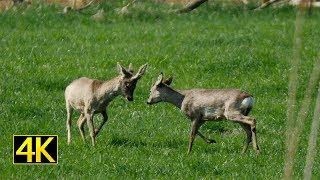 Rehböcke kämpfen spielerisch (roebucks fight playfully) 4K