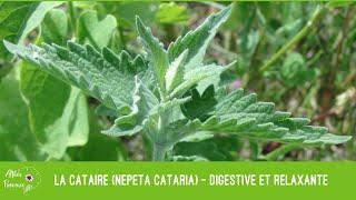 La cataire (Nepeta cataria) – digestive et relaxante