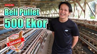 TIPS MEMILIH BIBIT AYAM PETELUR || PULLET USIA 13 MINGGU dr KMP Malang