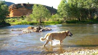 ŞAMPİYON KANGAL KURT BOĞA BİLECEK Mİ ? PODYUM KÖPEĞİ DEDİLER ÇOBAN ÇIKTI !! Sivas Kangal Köpeği kurt