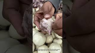 Peeling Single-Clove Purple Garlic: A Kitchen Prep Essential
