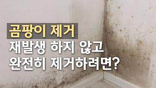 원인부터 알고 곰팡이 제거하기 (f.곰팡이 전문 업체)