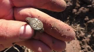 Medieval settlement. Searching with a metal detector.