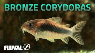 Species Spotlight | Bronze Corydoras