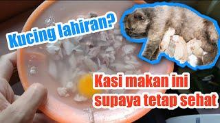 makanan kucing setelah melahirkan