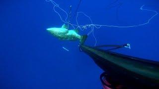 Catture con denticiotto finale del 9 e10 luglio.Spearfishing in the Strait of Messina-Chapter 13