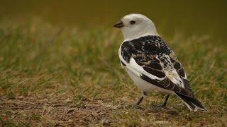 Snow bunting Call Or Sound @Bob_Duchesne@Birdfun#birdslover #birdsounds