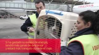 Cómo viajar con tu mascota