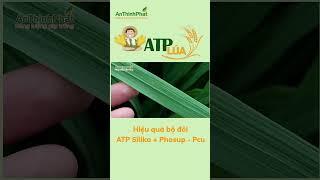 HIỆU QUẢ SỬ DỤNG BỘ ĐÔI ATP SILIKA + PHOSUP - PCU | An Thịnh Phát