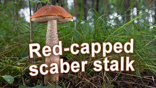 Mushroom Foraging #Shorts - 2021 - Red-capped scaber stalk | Leccinum aurantiacum | Rotkappe | Fungi