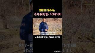 수사해당화 몇미터 간격으로 심으면 좋을까요? #shorts #수사해당화#나무부자팜