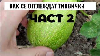 Kак се отглеждат Тиквички част 2 | Гарантиран начин за предотвратяване на гниенето на тиквички