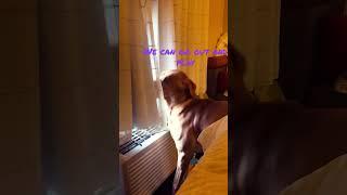 Labrador Wants To Play #comedy #viral #shortsyoutube #shortsfeed #shorts #dogs #dog