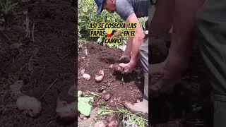 Así se cosechan las papas en el campo