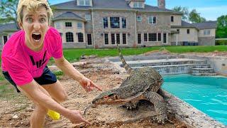 Massive Alligator in my BACKYARD SWIMMING POOL!!