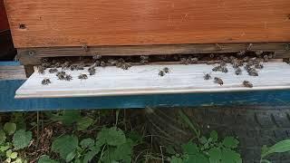 How the bee works.