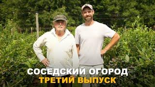 СОСЕДСКИЙ ОГОРОД. Все о голубике, гигантские томаты и чудо теплица.