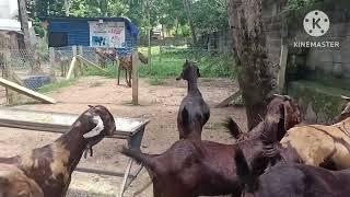 August 1, 2024 Goats arrived today Eden Goat Farm Thiruvananthapuram