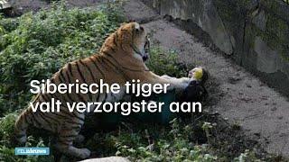 Siberische tijger valt verzorgster aan - RTL NIEUWS