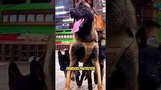 German Shepherd Puppy to Police Dog Transformation! #DogFacts