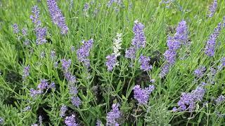 Spontaneous Mutation In Lavender