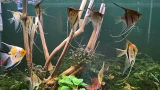 Der Pterophyllum scalare